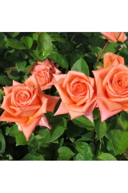 Квітка троянди Луі де Фюнес з абрикосовими відтінками